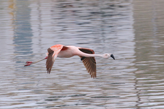 Phoenicopterus chilensis
