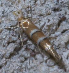 Cameraria caryaefoliella