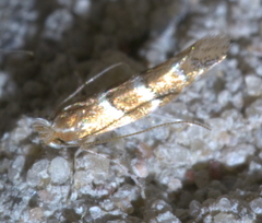 Cameraria caryaefoliella