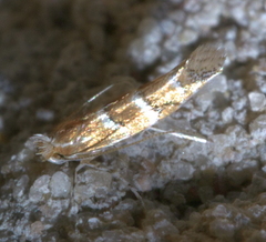 Cameraria caryaefoliella
