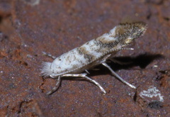 Cameraria hamadryadella