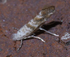 Cameraria hamadryadella