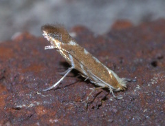Cameraria quercivorella