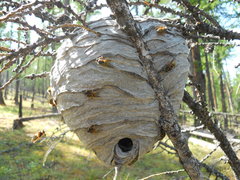 Dolichovespula norwegica