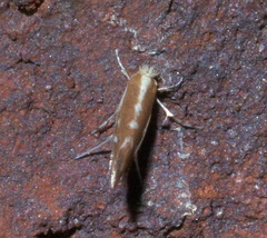 Cameraria quercivorella