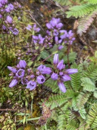 Gentianella corymbosa, photograph 6