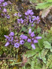 Gentianella corymbosa, photograph (c) julianazuluaga-carrero, some rights reserved (CC BY-SA)