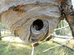 Dolichovespula norwegica