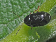 Cryptocephalus labiatus