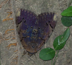 Catocala carissima