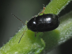 Cryptocephalus labiatus