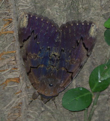 Catocala carissima