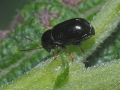 Cryptocephalus labiatus