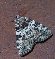 Catocala connubialis