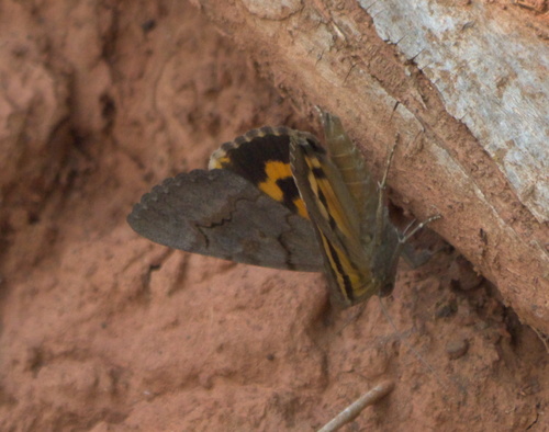 Consort Underwing photo 4