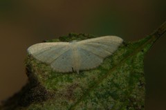 Idaea