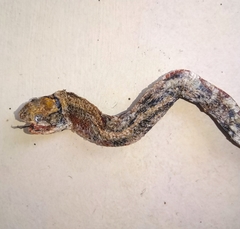 Coelognathus radiatus