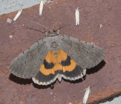 Catocala illecta