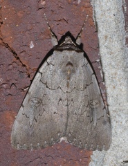 Catocala illecta