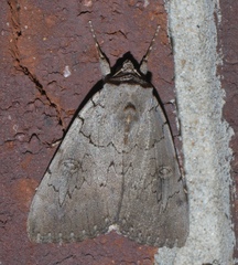 Catocala illecta