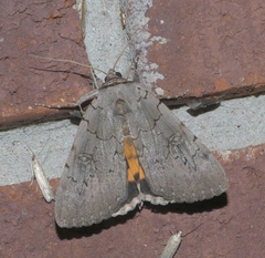Catocala illecta