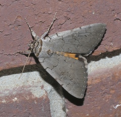 Catocala illecta
