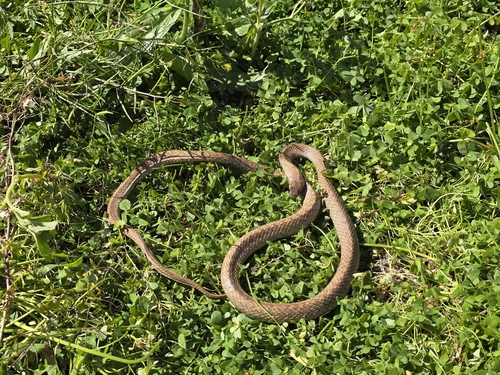 Strap-Snouted Brown Snake