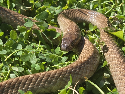 Strap-Snouted Brown Snake