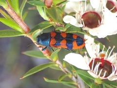 Castiarina crenata
