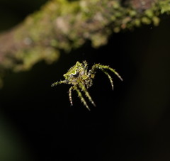 Novaranea courti