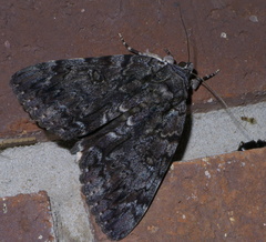 Catocala lacrymosa