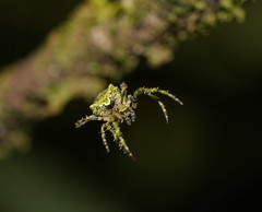 Novaranea courti