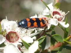 Castiarina crenata