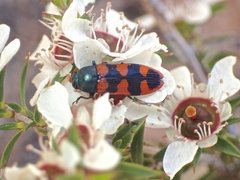 Castiarina crenata