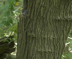 Catocala lacrymosa