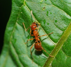 Notoncus spinisquamis