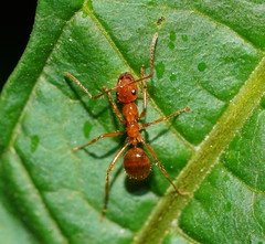 Notoncus spinisquamis