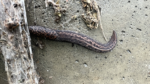 Limax maximus