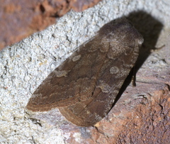 Cerastis tenebrifera