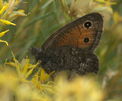 Mead’s Wood-Nymph photo 4
