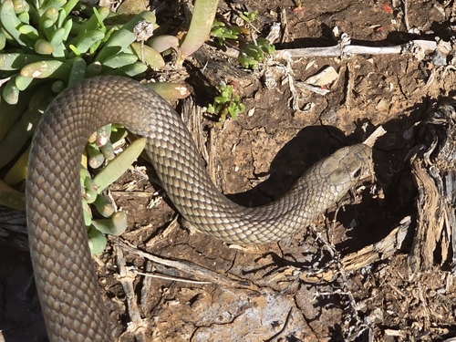 Eastern Brown Snake sighting