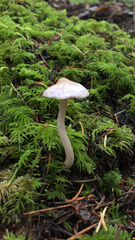 Inocybe geophylla