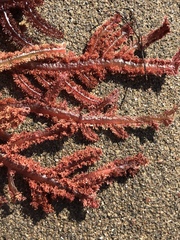 Neoptilota densa