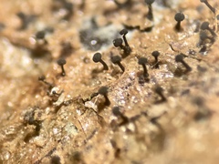 Chaenothecopsis perforata