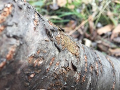 Chaenothecopsis perforata