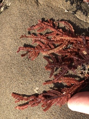 Neoptilota densa