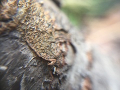 Chaenothecopsis perforata