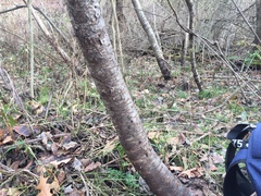 Chaenothecopsis perforata