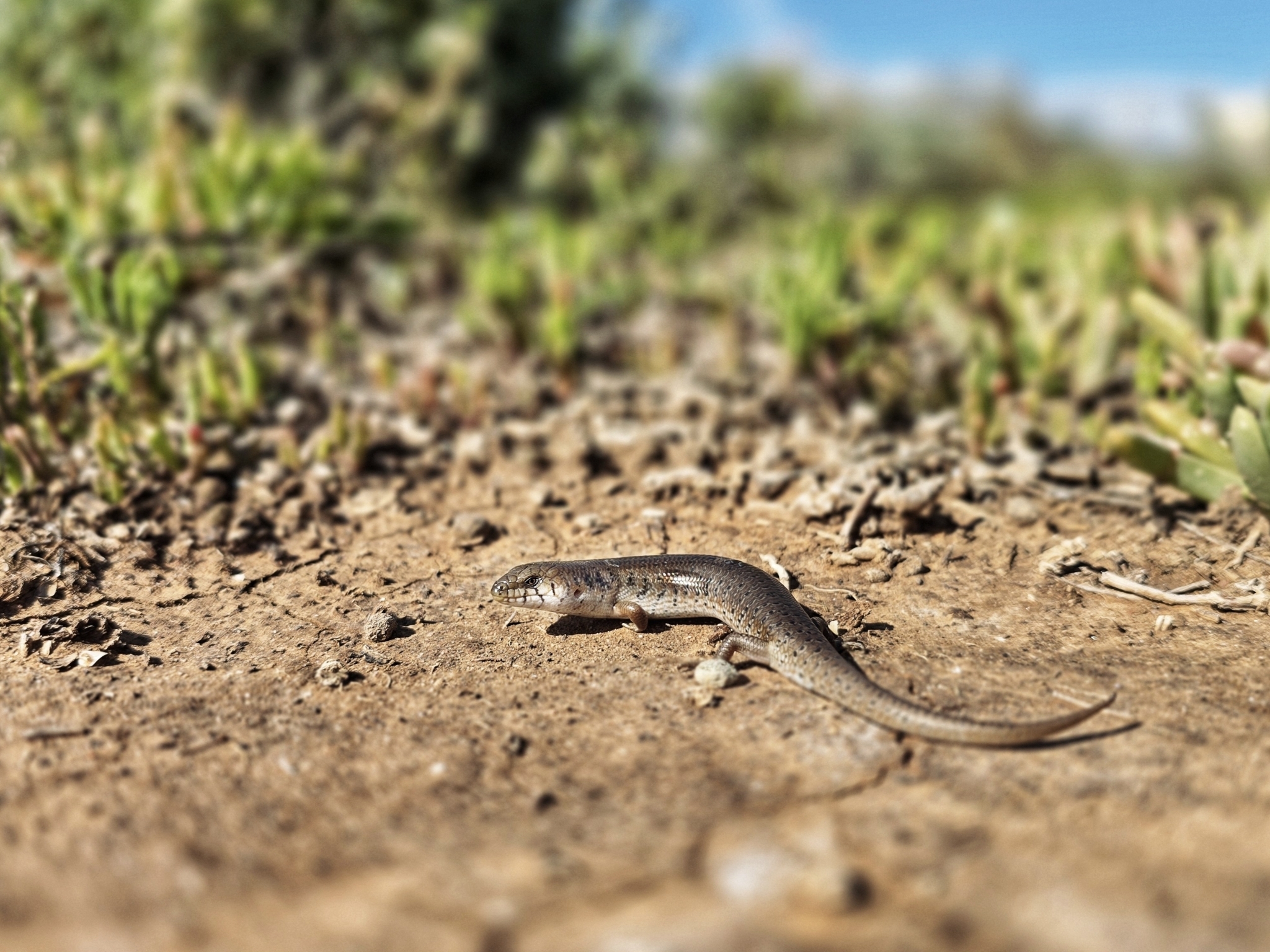 Slender Bluetongue photo 4