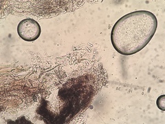 Naetrocymbe punctiformis